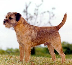 Owen the Border Terrier