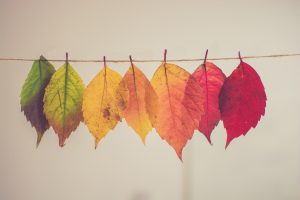 Colourful leaves strung up in a line