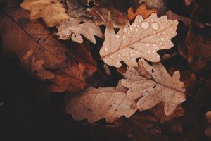 Fall leaves wet with dew drops