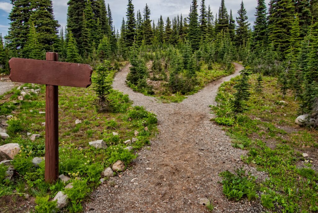 A path in the woods forks into 2 beside a blank wooden sign.