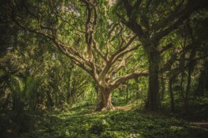 Let's Talk About Suicide Info Session