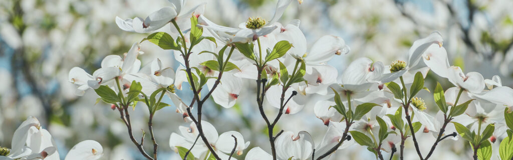 Dogwood trees in bloom.