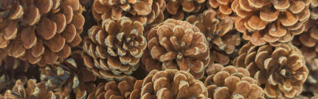 Close-up of pine cones.